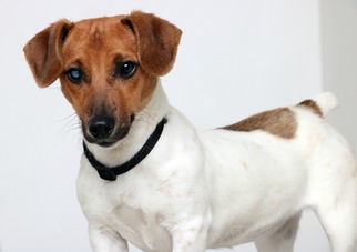 Medium Photo #1 Jack Russell Terrier Puppy For Sale in Eden Prairie, MN, USA