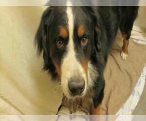 Bernese Mountain Dog Dogs for adoption in Forestville, MD, USA