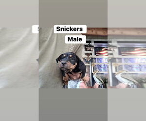 Mutt Dogs for adoption in FRAMINGHAM, MA, USA