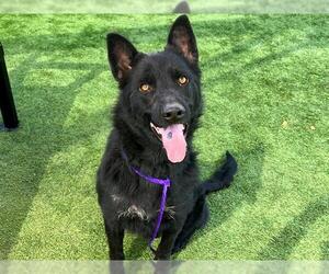 Labrador Retriever Dogs for adoption in Orange, CA, USA