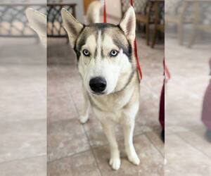 Siberian Husky Dogs for adoption in Carrollton, TX, USA