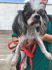 Shih Tzu Dogs for adoption in Jackson, MS, USA