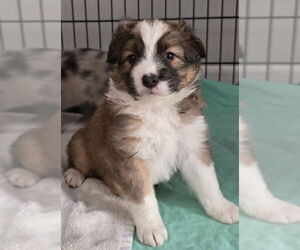 Border-Aussie Dogs for adoption in House Springs, MO, USA