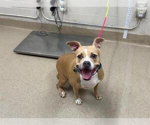 American Staffordshire Terrier-Unknown Mix Dogs for adoption in Grand Prairie, TX, USA