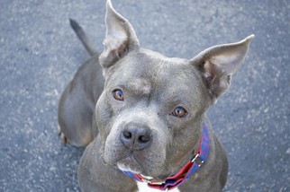 American Pit Bull Terrier-Unknown Mix Dogs for adoption in Buffalo, NY, USA