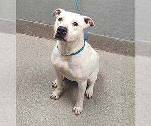 American Pit Bull Terrier-Unknown Mix Dogs for adoption in Las Vegas, NV, USA