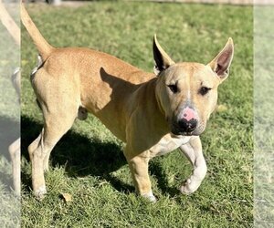 Bull Terrier Dogs for adoption in Great Bend, KS, USA