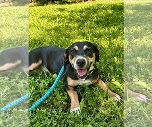 Mutt Dogs for adoption in Rockaway, NJ, USA