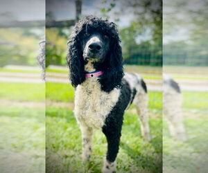 Poodle (Standard) Dogs for adoption in Pacolet, SC, USA