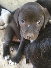 Small Border Collie