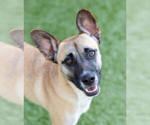Mutt Dogs for adoption in Canton, CT, USA