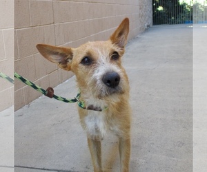 Border Terrier Dogs for adoption in See Website, CA, USA