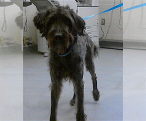 Labradoodle Dogs for adoption in Fayetteville, NC, USA