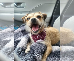 Mutt Dogs for adoption in Anchorage, AK, USA