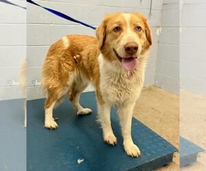 Border Collie-Great Pyrenees Mix Dogs for adoption in Woodland, CA, USA