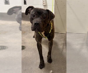 Presa Canario-Unknown Mix Dogs for adoption in Forestville, MD, USA