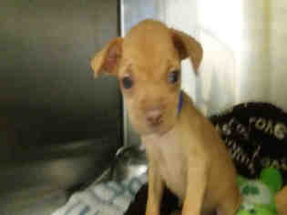 Chiweenie Dogs for adoption in Rancho Cucamonga, CA, USA