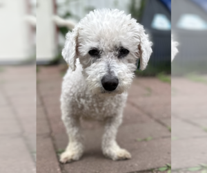 Bichon Frise-Unknown Mix Dogs for adoption in Anchorage, AK, USA