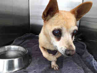 Chiweenie Dogs for adoption in Rancho Cucamonga, CA, USA