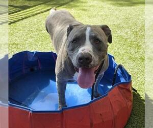 American Pit Bull Terrier-Unknown Mix Dogs for adoption in Las Vegas, NV, USA