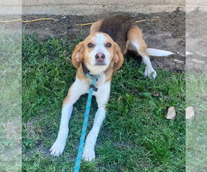 Mutt Dogs for adoption in Tarboro, NC, USA