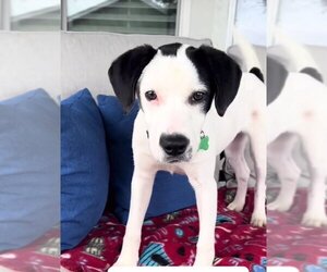 Lab-Pointer Dogs for adoption in Royal Palm Beach, FL, USA
