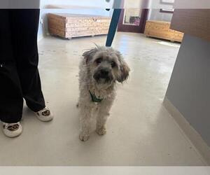 Poodle (Miniature)-Unknown Mix Dogs for adoption in Santa Cruz, CA, USA