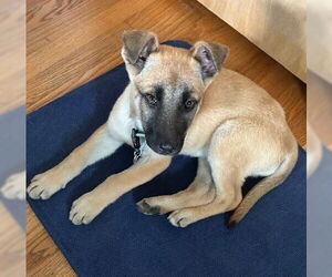 Mutt Dogs for adoption in Genesee, WI, USA