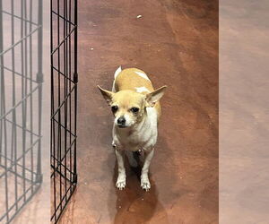Chihuahua Dogs for adoption in San Diego , CA, USA