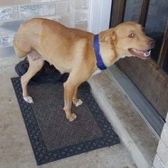 Medium Photo #1 American Pit Bull Terrier-Labrador Retriever Mix Puppy For Sale in New York, NY, USA