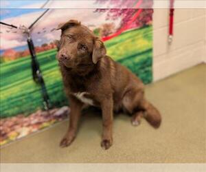 Labrador Retriever-Unknown Mix Dogs for adoption in Moreno Valley, CA, USA