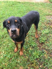 Rottweiler Dogs for adoption in Island Lake, IL, USA