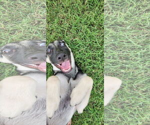 German Shepherd Dog Dogs for adoption in La Grange , NC, USA