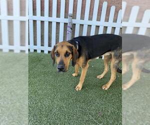 Black and Tan Coonhound-Unknown Mix Dogs for adoption in Modesto, CA, USA