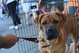 Mastiff Dogs for adoption in Seattle, WA, USA