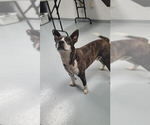 American Pit Bull Terrier-Unknown Mix Dogs for adoption in St. Cloud, FL, USA