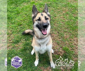 German Shepherd Dog-Unknown Mix Dogs for adoption in Irvine, CA, USA