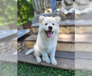 Alaskan Malamute-Unknown Mix Dogs for adoption in Minneapolis, MN, USA