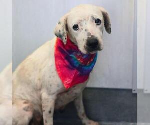 Dalmatian-Unknown Mix Dogs for adoption in San Antonio, TX, USA