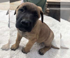 Mastiff-Unknown Mix Dogs for adoption in Goodyear, AZ, USA