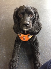 Cocker Spaniel Dogs for adoption in Hudson, WI, USA