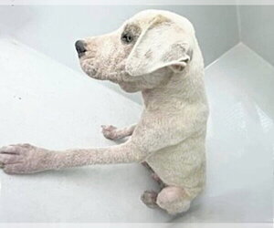 Labrador Retriever Dogs for adoption in Houston, TX, USA