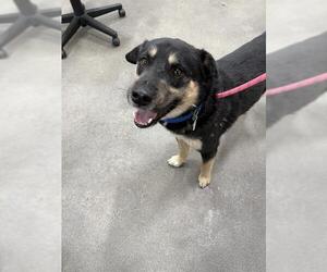 German Shepherd Dog-Siberian Husky Mix Dogs for adoption in Forestville, MD, USA