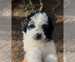 Mutt Dogs for adoption in San Diego, CA, USA