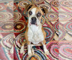 Boxer Dogs for adoption in Austin, TX, USA