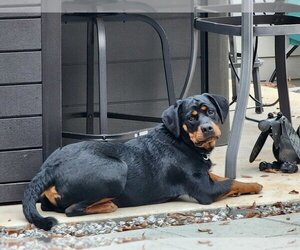 Rottweiler Dogs for adoption in McDonough, GA, USA