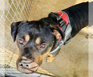 Rottweiler Dogs for adoption in Waldron, AR, USA
