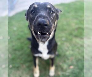 German Shepherd Dog-Unknown Mix Dogs for adoption in Texas City, TX, USA