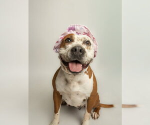 Mutt Dogs for adoption in Rowlett, TX, USA