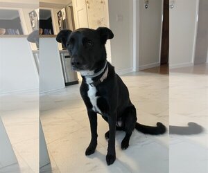 Collie-Labrador Retriever Mix Dogs for adoption in COLUMBIA, MD, USA